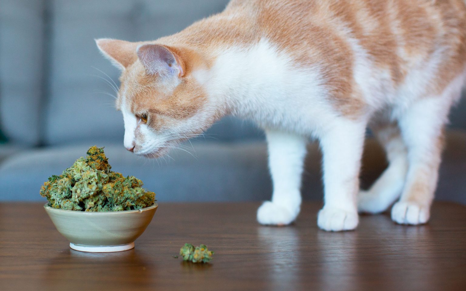 CBD Oil for Cats: How It’s Different than Dogs
